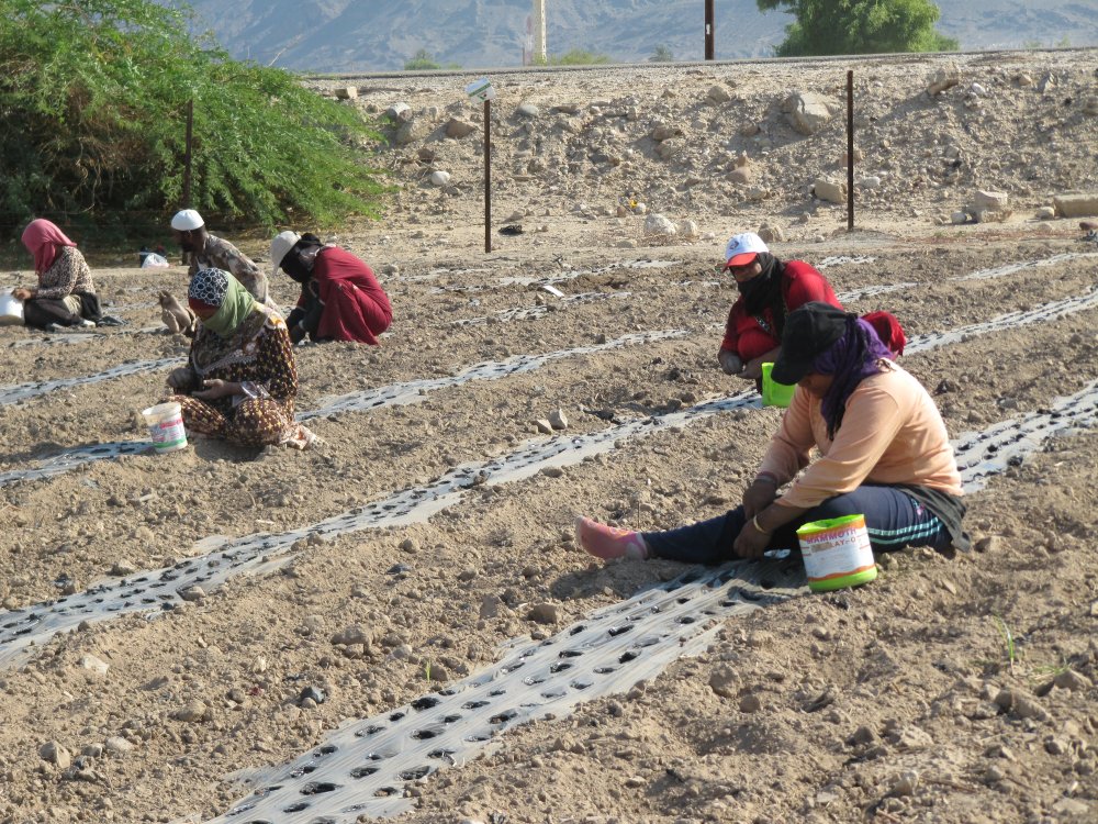  Agricultural day-workers from the Safi community planting 'fasuliya' (Phaseolus), common bean, on land belonging to an important land-owning family, the Jawaheen.